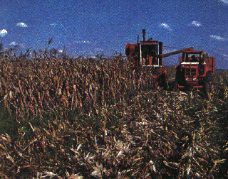 Cosecha del maz