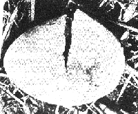 Huevo atacado por DDT